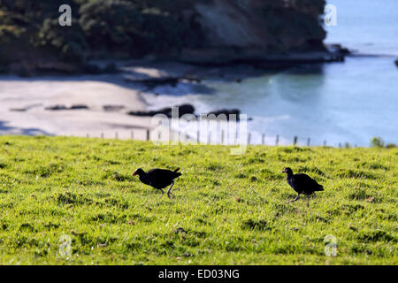 Pukeko Weiden auf küstennahen Weide in Tawharanui, Neuseeland Stockfoto