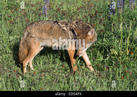 Coyote in der Wildblumen, in der Nähe von Sandstein, Minnesota, USA Stockfoto