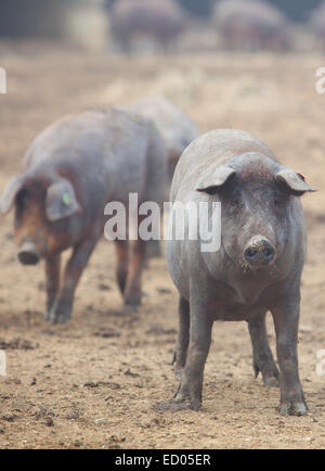 Schwarze iberische Schweine laufen frei. Provinz Badajoz, Extremadura, Spanien Stockfoto