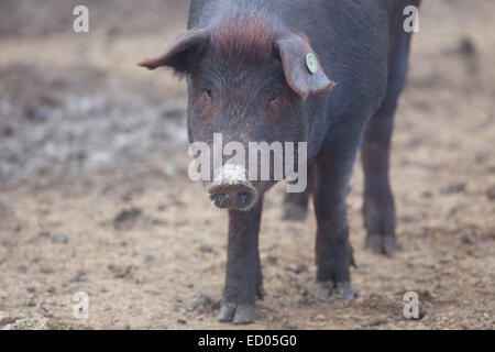 Schwarze iberische Schweine laufen frei. Provinz Badajoz, Extremadura, Spanien Stockfoto