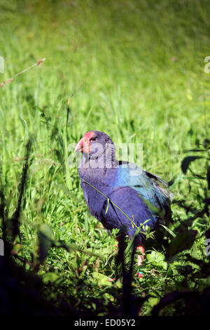 Takahe flugunfähigen Vogel heimisch in Neuseeland Stockfoto