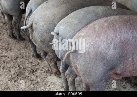 Schwarze iberische Schweine laufen frei. Provinz Badajoz, Extremadura, Spanien Stockfoto