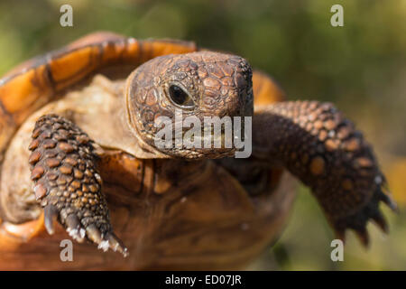 Nahaufnahme einer jungen Gopher-Schildkröte - Gopherus polyphemus Stockfoto