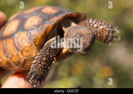 Junge Gopher Schildkröte mit gelber Schalenfarbe - Gopherus polyphemus Stockfoto