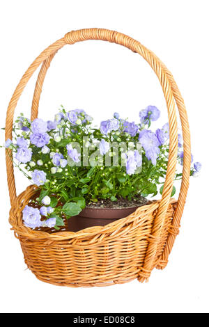 Campanula Terry in einem wattled Korb ist auf einem weißen Hintergrund isoliert Stockfoto