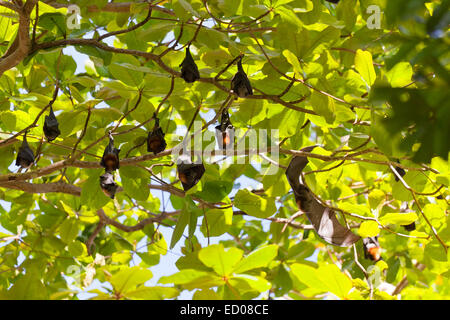 Flughunde hängen Äste, Thailand Stockfoto