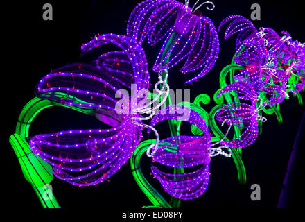 Lilie Blume Lampions an Longleat, Warminster, Wiltshire. England Stockfoto