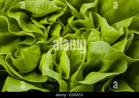 Pictire von frischen, rohen, grünen Salat Closeup. Stockfoto