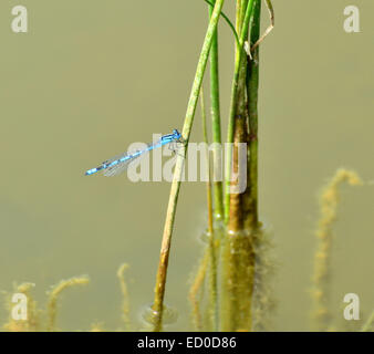 Eine blaue Libelle ruht in der Nähe eines Sees Stockfoto