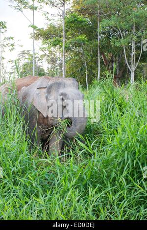 Malaysia Sabah Zustand Kinabatangan Fluss Borneo Elefant oder Borneo pygmy Elefant (Elephas Maximus Borneensis) Subspieces von Stockfoto