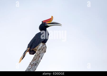 Malaysia, Sabah State, Kinabatangan Fluss, Rhinoceros Hornbill (Buceros Rhinoceros) Stockfoto