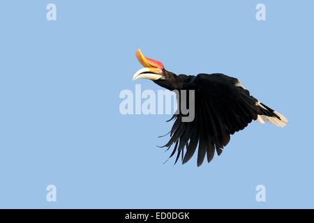 Malaysia, Sabah State, Kinabatangan Fluss, Rhinoceros Hornbill (Buceros Rhinoceros) Stockfoto