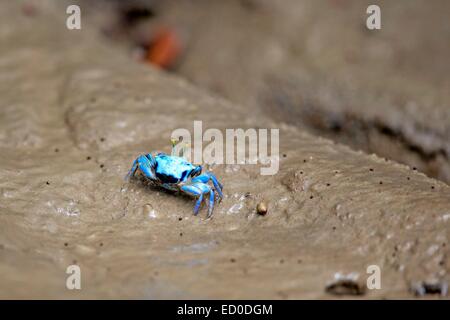 Malaysia, Sarawak Zustand, Kuching, Himmelblau Fiddler crab (Uca SP.), im Schlamm Stockfoto