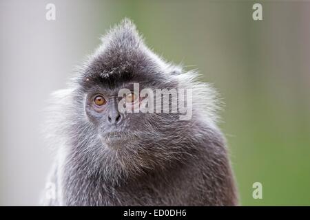 Malaysia Sabah Zustand Labuk Bay silbrig Gruppen oder versilberten Blatt Affen oder die silbrigen Languren oder Blattsilber Affe Stockfoto