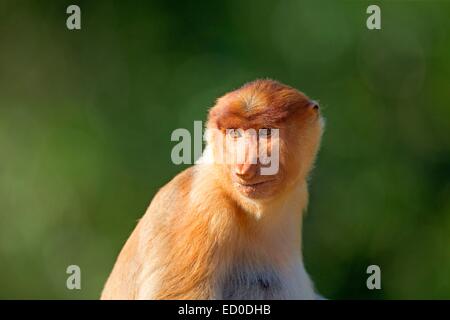 Malaysia, Sabah State, Labuk Bay, Nasenaffe oder Langnasen-Affe (Nasalis Larvatus) Stockfoto