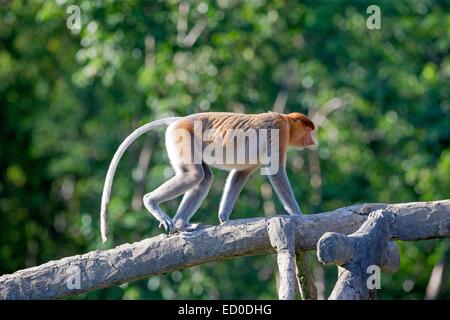 Malaysia, Sabah State, Labuk Bay, Nasenaffe oder Langnasen-Affe (Nasalis Larvatus) Stockfoto