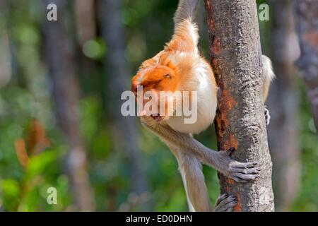 Malaysia, Sabah State, Labuk Bay, Nasenaffe oder Langnasen-Affe (Nasalis Larvatus) Stockfoto
