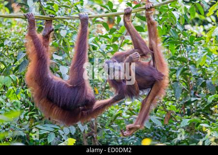 Malaysia, Sarawak Zustand, Kuching, Semenggoh Wildlife Rehabilitation Center, Bornean Orang-Utans (Pongo Pygmaeus Pygmaeus) Stockfoto