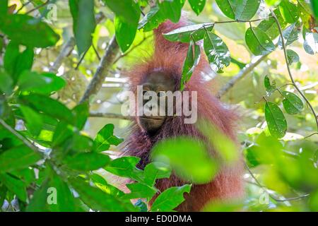 Malaysia, Sabah State, Kinabatangan Fluss, Bornean Orang-Utans (Pongo Pygmaeus Morio), jung Stockfoto