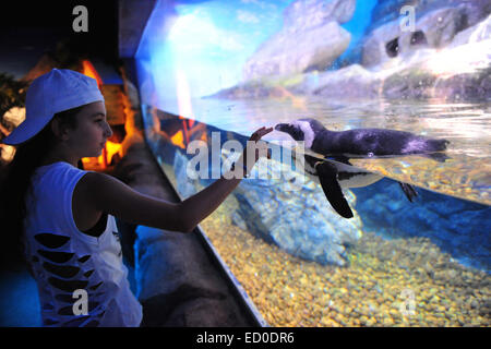 Bangkok, Thailand. 23. Dezember 2014. Ein Besucher schaut ein Pinguin in Bangkok Sea Life Ocean World Aquarium in Bangkok, Thailand, 23. Dezember 2014. © Rachen Sageamsak/Xinhua/Alamy Live-Nachrichten Stockfoto