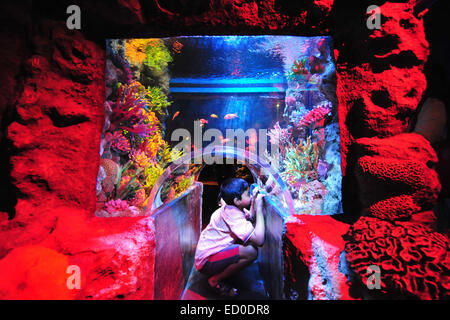 Bangkok, Thailand. 23. Dezember 2014. Ein Besucher schaut Fisch in Bangkok Sea Life Ocean World Aquarium in Bangkok, Thailand, 23. Dezember 2014. © Rachen Sageamsak/Xinhua/Alamy Live-Nachrichten Stockfoto