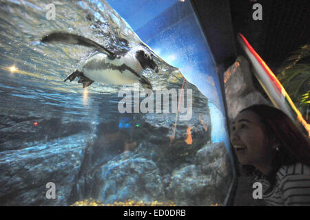 Bangkok, Thailand. 23. Dezember 2014. Ein Besucher schaut ein Pinguin in Bangkok Sea Life Ocean World Aquarium in Bangkok, Thailand, 23. Dezember 2014. © Rachen Sageamsak/Xinhua/Alamy Live-Nachrichten Stockfoto