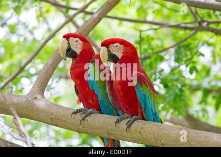 Malaysia Sabah Zustand Sandakan Sepilok Orang Utan Rehabilitation Center rot-grüne Ara oder Green-winged Aras (Ara Stockfoto