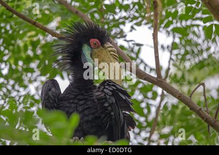 Malaysia, Sabah State, Kinabatangan Fluss, bekränzt Hornbill (Rhyticeros undulatus Stockfoto