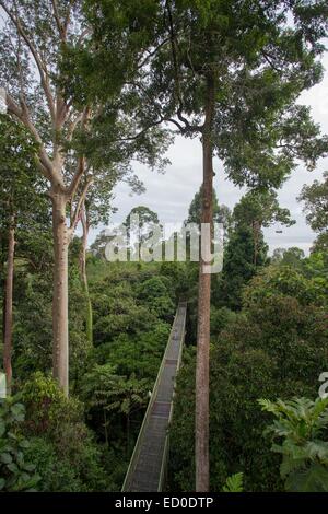 Malaysia, Sabah state, Sandakan, Sepilok Forest Primärwald, Vordach Stockfoto