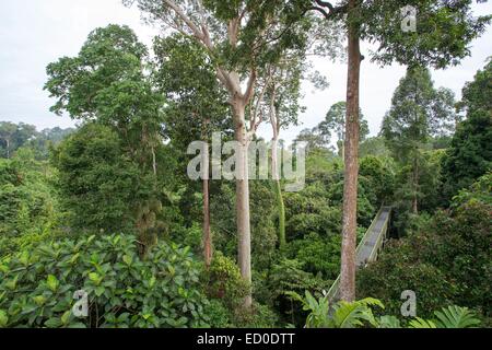 Malaysia, Sabah state, Sandakan, Sepilok Forest Primärwald, Vordach Stockfoto