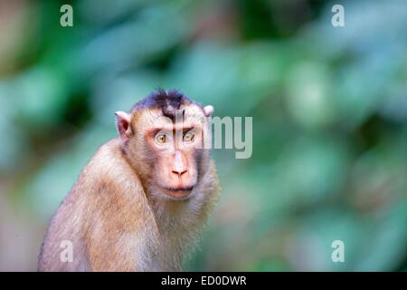 Malaysia, Sabah State, Sandakan, Sepilok Orang Utan Rehabilitation Center, südlichen Schwein-tailed Macaque (Macaca Nemestrina) Stockfoto