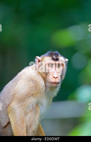 Malaysia, Sabah State, Sandakan, Sepilok Orang Utan Rehabilitation Center, südlichen Schwein-tailed Macaque (Macaca Nemestrina) Stockfoto