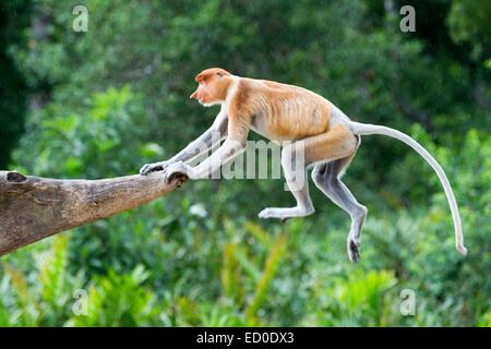 Malaysia, Sabah State, Labuk Bay, Nasenaffe oder Langnasen-Affe (Nasalis Larvatus) Stockfoto