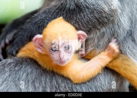 Malaysia Sabah Zustand Labuk Bay silbrig Gruppen oder versilberten Blatt Affen oder der silbrigen Languren (Trachypithecus Cristatus) Erwachsene Stockfoto