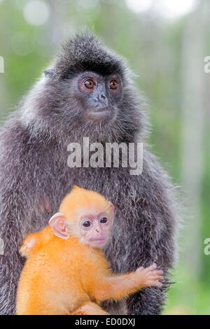 Malaysia Sabah Zustand Labuk Bay silbrig Gruppen oder versilberten Blatt Affen oder der silbrigen Languren (Trachypithecus Cristatus) Erwachsene Stockfoto