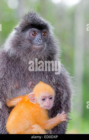 Malaysia Sabah Zustand Labuk Bay silbrig Gruppen oder versilberten Blatt Affen oder der silbrigen Languren (Trachypithecus Cristatus) Erwachsene Stockfoto