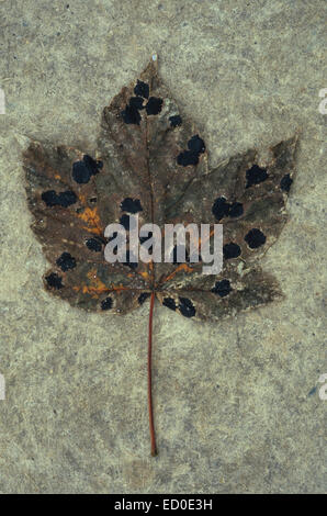 Einzigen trockenen braun Herbst Blatt der Bergahorn oder großen Ahornbaum mit Pilz Flecken auf raue antike Karte liegen Stockfoto