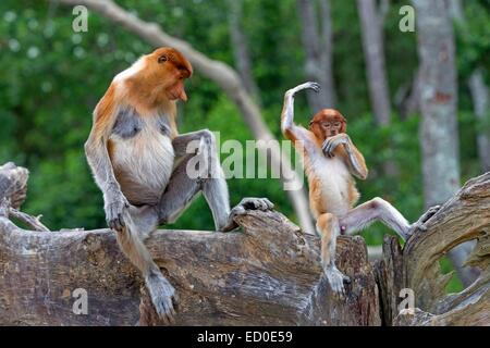 Malaysia, Sabah State, Labuk Bay, Nasenaffe oder Langnasen-Affe (Nasalis Larvatus), Erwachsene Frau und baby Stockfoto