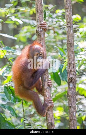 Malaysia Sabah Zustand Sandakan Sepilok Orang Utan Rehabilitation Center Northeast Bornean Orang-Utans (Pongo Pygmaeus Morio) junge Stockfoto