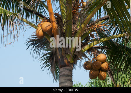 Dies ist eine tropische Früchte (Kokosnüsse) auf der Handfläche. Stockfoto