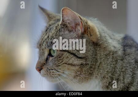 Katze Blick durch Fenster Stockfoto