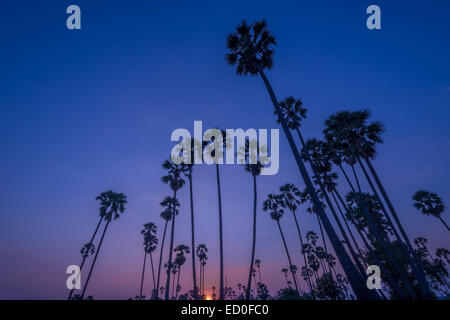 Silhouette Landschaft der Kokospalme während des Sonnenuntergangs Stockfoto