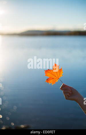 Nahaufnahme einer Frauenhand mit einem Ahornblatt, Oslo, Norwegen Stockfoto