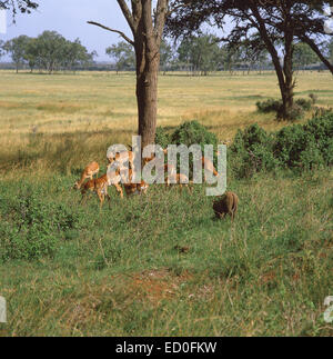 Herde Impalas und ein Wildschwein in Provinz Rift Valley Bush, Amboseli Nationalpark, Kenia Stockfoto