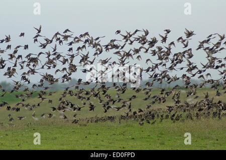 Scharen von Staren nehmen ab, Leer, Niedersachsen, Deutschland Stockfoto