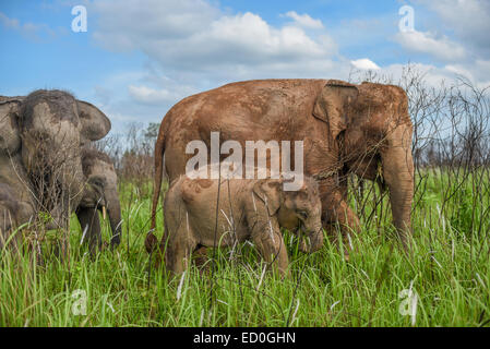 Sumatra-Elefanten Herde im Nationalpark Way Kambas, Indonesien. Stockfoto