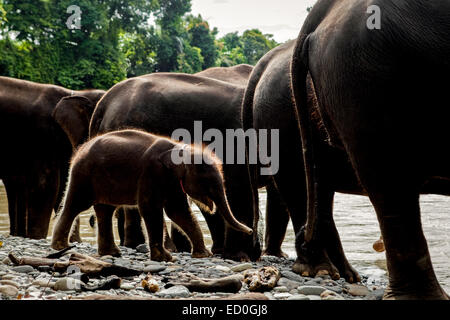 Ein sumatra-Elefantenbaby, das zwischen erwachsenen Individuen in Tangkahan, nahe der Grenze zum Gunung Leuser Nationalpark, Sumatra, Indonesien, läuft. Stockfoto