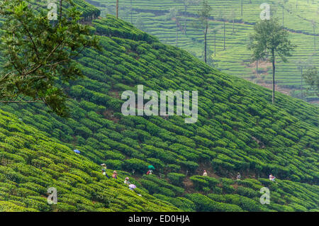 Kerala, Indien - Chidamparam-Tee-Plantage mit Arbeitern. Stockfoto