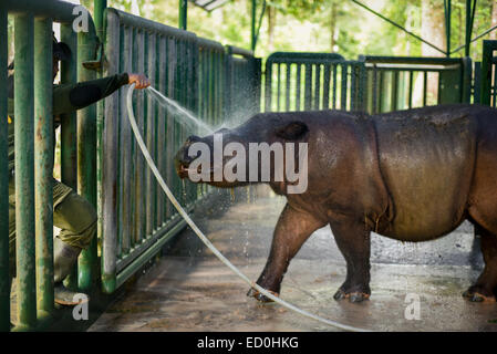 Sumatran Rhino Kalb Andatu (2,5 Jahre alt) Baden im Sumatran Rhino Sanctuary, Weg Missions-Nationalpark. Stockfoto