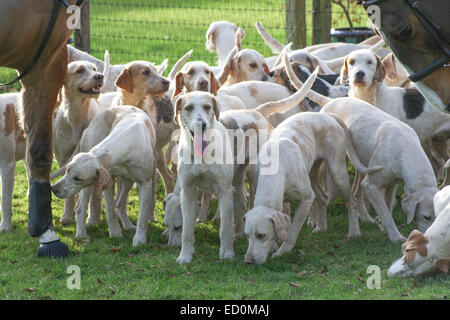 Oakham, Rutland, UK. 23. Dezember 2014. Cottesmore Hunde warten auf das Treffen statt in dem Dorf Barleythorpe in der Nähe von Oakham, Rutland, UK. Bald werden sie über die Felder der Rutland Jagd jagen. Bildnachweis: Jim Harrison/Alamy Live-Nachrichten Stockfoto